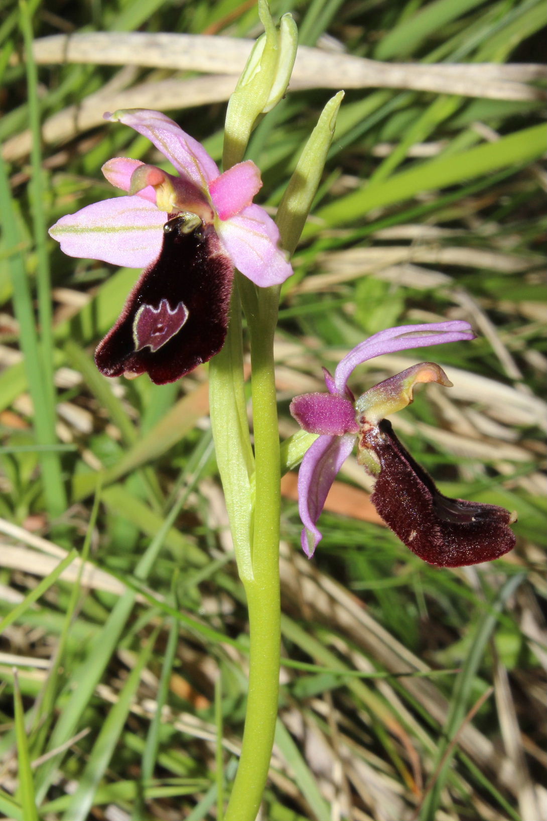 Ophrys romolinii o benacensis ??